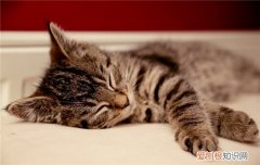 怎么给小猫洗澡时防抓 怎么给猫洗澡才安全,怎么给小猫洗澡,怎么给猫洗澡不会抓人