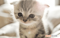 猫一年换几次毛比较好 猫一年换几次毛