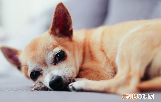 狗狗呕吐怎么治 主人要学会怎么观察狗狗