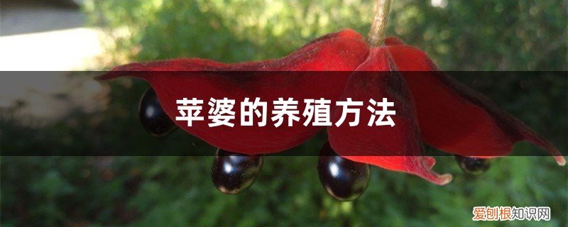 苹婆怎么种植 苹婆的养殖方法