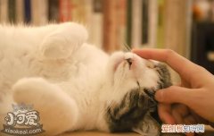 猫夏天食欲不佳怎么办,猫夏天食欲不佳水喝不怎么喝,猫夏天食欲不怎么好也喜欢睡觉是怎么了