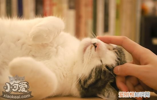 猫夏天食欲不佳怎么办,猫夏天食欲不佳水喝不怎么喝,猫夏天食欲不怎么好也喜欢睡觉是怎么了