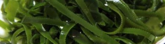 海带能冷冻保存，海带可以放在冷冻保存吗