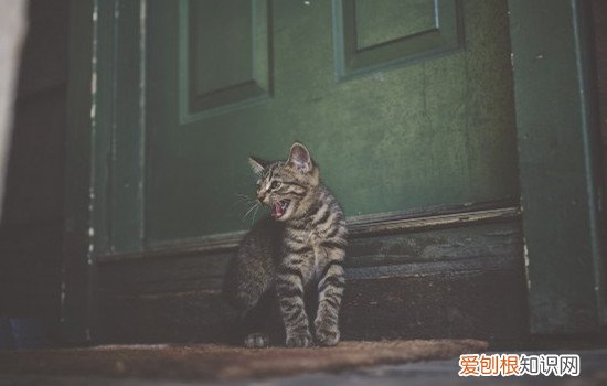 猫猫可以吹电风扇吗? 猫可以吹风扇吗,小奶猫可以吹风扇吗,猫吹风扇会感觉凉快吗
