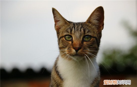 猫吃了巧克力雪糕会怎么样 猫可以吃巧克力雪糕吗,猫吃雪糕会怎么样,猫吃雪糕会不会拉肚子