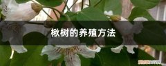 楸树如何繁殖 楸树的养殖方法