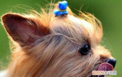 狗狗耳螨怎么治 保护狗狗耳朵健康从现在做起