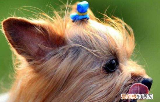 狗狗耳螨怎么治 保护狗狗耳朵健康从现在做起