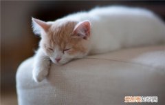 猫在晚上的时候一直叫 猫晚上突然叫几声,猫晚上突然叫怎么回事,猫晚上叫是为什么
