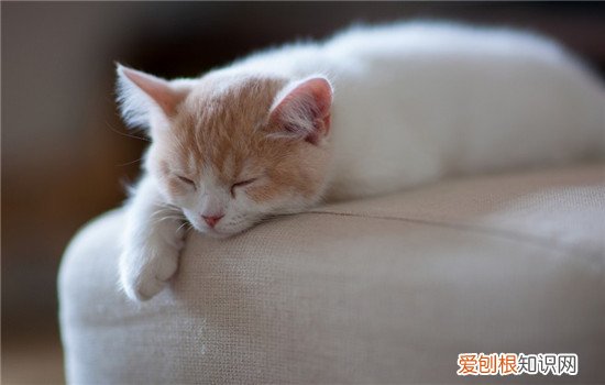猫在晚上的时候一直叫 猫晚上突然叫几声,猫晚上突然叫怎么回事,猫晚上叫是为什么