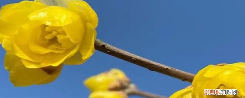 染色腊梅有毒吗,如果放在鱼缸边上鱼会中毒吗 染色腊梅有毒吗
