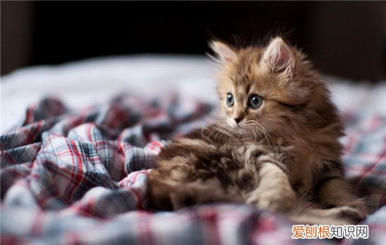 猫咪哪里会出血 猫咪出血是什么原因,猫咪出血是怎么回事,猫咪有大姨妈么