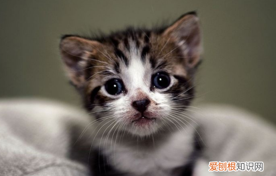 40多天的小猫咪怎么养 40多天的小猫怎么养