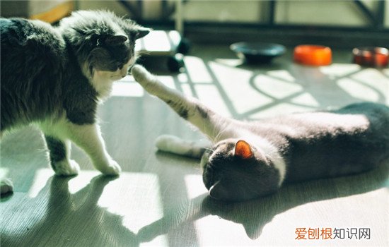 公猫到底是绝育好还是不绝育好 公猫为什么要绝育,公猫绝育有啥好处,公猫绝育有哪些好处
