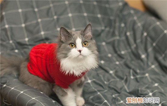 公猫到底是绝育好还是不绝育好 公猫为什么要绝育,公猫绝育有啥好处,公猫绝育有哪些好处