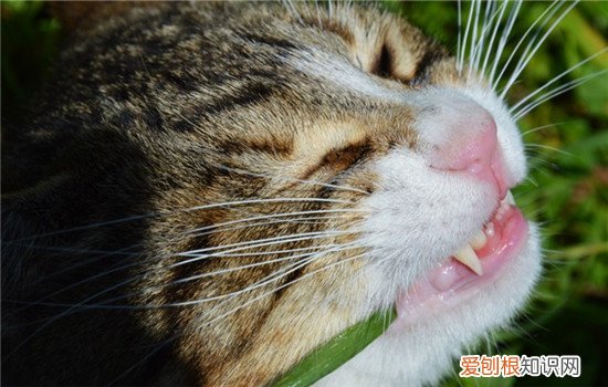 猫咪异食癖的症状表现为 猫得了异食癖怎么治,猫异食癖的防治措施,猫异食癖是什么引起的