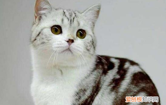 猫便秘什么原因 导致猫咪便秘的原因,猫咪便秘有哪些原因