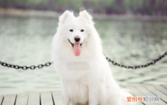狗狗拉稀呕吐怎么办 狗狗呕吐拉稀这个需要赶紧治啊！
