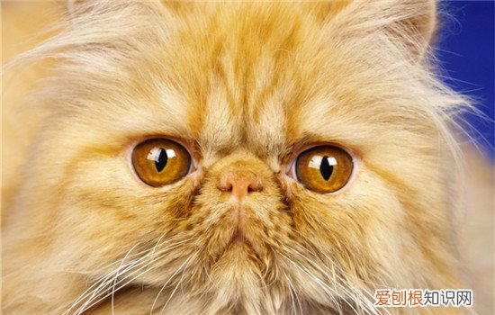 如何判断猫咪生病了 如何判断猫生病了,如何判断猫生病了没,如何判断猫是否生病了
