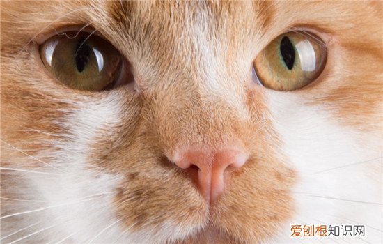 如何判断猫咪生病了 如何判断猫生病了,如何判断猫生病了没,如何判断猫是否生病了