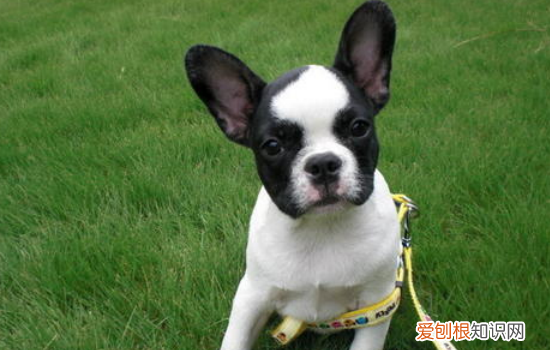 狗狗腿断了怎么办 还在看？狗狗腿断你知道怎么解决吗？