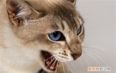 母猫为什么交配后攻击公猫,母猫配种为什么攻击,母猫攻击公猫为什么