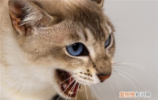 母猫为什么交配后攻击公猫,母猫配种为什么攻击,母猫攻击公猫为什么