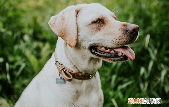 狗狗蛔虫症状 感染严重会致狗狗死亡!