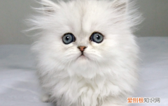 猫胺粉有什么用 猫胺是什么
