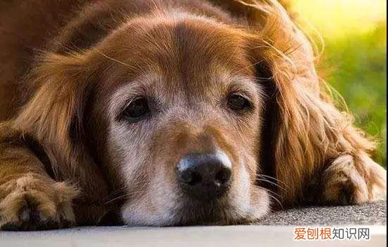 钩端螺旋体病症状 听说是犬界艾滋