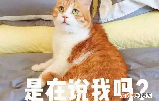养橘猫要注意些什么 养橘猫注意事项,养橘猫需要注意什么,橘猫要注意什么