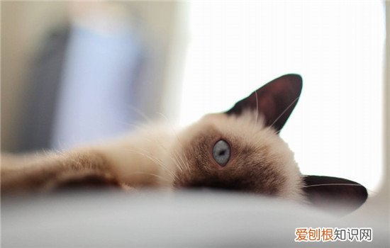 猫发腮是什么意思?猫发腮吃什么? 猫咪都会发腮吗,是不是每只猫都会发腮,猫发腮吃什么