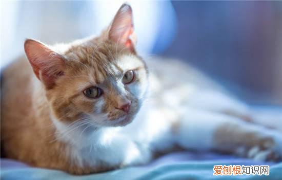 猫咪可以吃生鸡蛋黄么 猫可以吃生鸡蛋黄吗,猫可以吃生鸡蛋清吗,猫可以吃生鸡蛋液吗