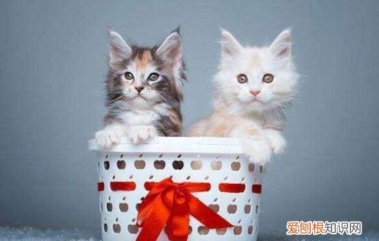 养2只猫需要注意什么 养两只猫需要注意什么,养两只猫要注意什么,养两只猫的注意事项