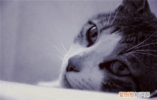 幼猫感冒了是什么症状 幼猫感冒了怎么办,幼猫感冒吃什么药,幼猫感冒症状