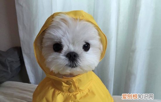 狗狗口臭怎么办 狗狗口臭的原因及预防措施