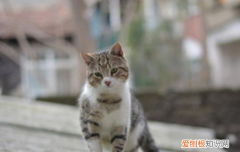 被打过针的猫抓伤出血要打针吗要打几针 被打过针的猫抓伤出血要打针吗