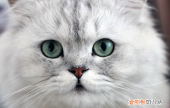 被猫抓了一下轻微破皮没出血要打针吗 被家猫抓伤轻微破皮,被家猫抓破皮没出血,被家猫抓破
