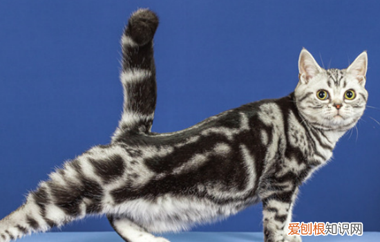 猫用化毛膏真的管用吗 猫用化毛膏真的管用吗？