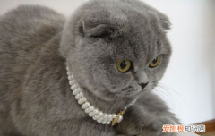 蓝猫脾气很大 蓝猫的性格很凶,蓝猫的性格很凶怎么办,蓝猫太凶了怎么办