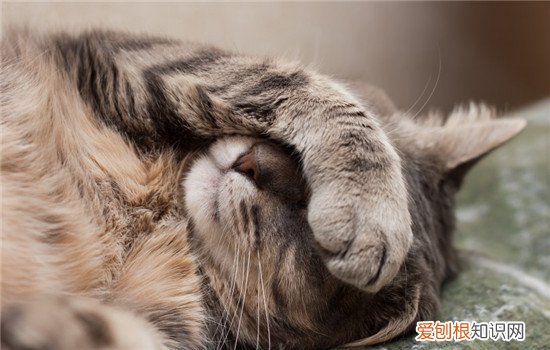 怎么惩罚小猫做错了事 猫咪做错事了怎么办,猫咪做错事怎么惩罚,猫咪做错事怎么教育
