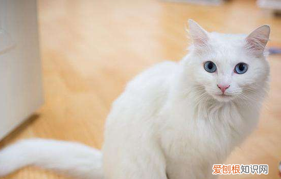 怎么清除沙发上的猫尿 猫咪尿沙发上怎么清理