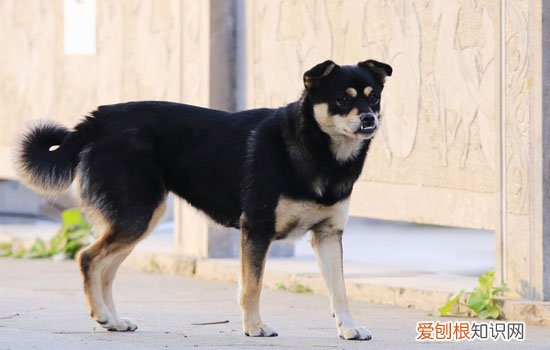 狗狗疫苗为什么会失效 狗疫苗失效是什么样的