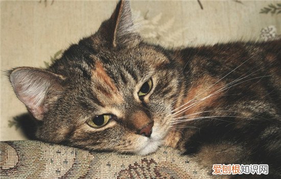 猫咪毛发有点干枯 猫咪毛发干燥怎么办,猫咪毛发干枯,猫咪毛发干枯没有光泽