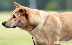 狗狗放屁正常吗 狗狗放屁是健康警告