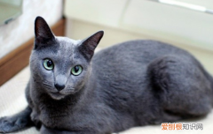 蓝白猫毛发白正常吗 蓝猫的毛发白怎么回事