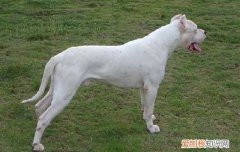 杜高犬立耳好还是剪耳好 杜高犬的立耳手术案例告诉你