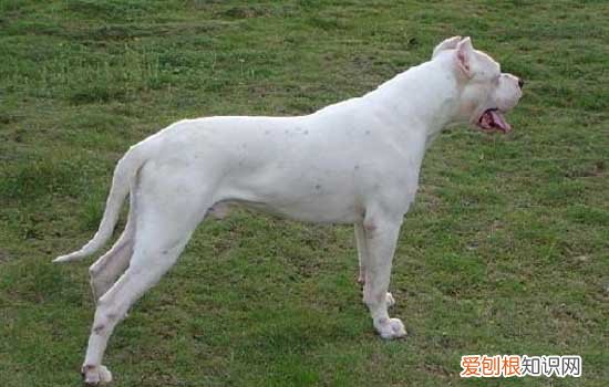 杜高犬立耳好还是剪耳好 杜高犬的立耳手术案例告诉你