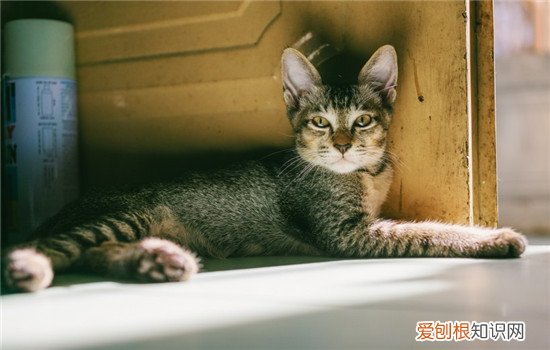 猫夏天要剃毛吗 猫要剃毛吗,为什么猫要剃毛,天气热了猫要剃毛吗