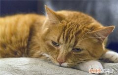 猫夏天要剃毛吗 猫要剃毛吗,为什么猫要剃毛,天气热了猫要剃毛吗
